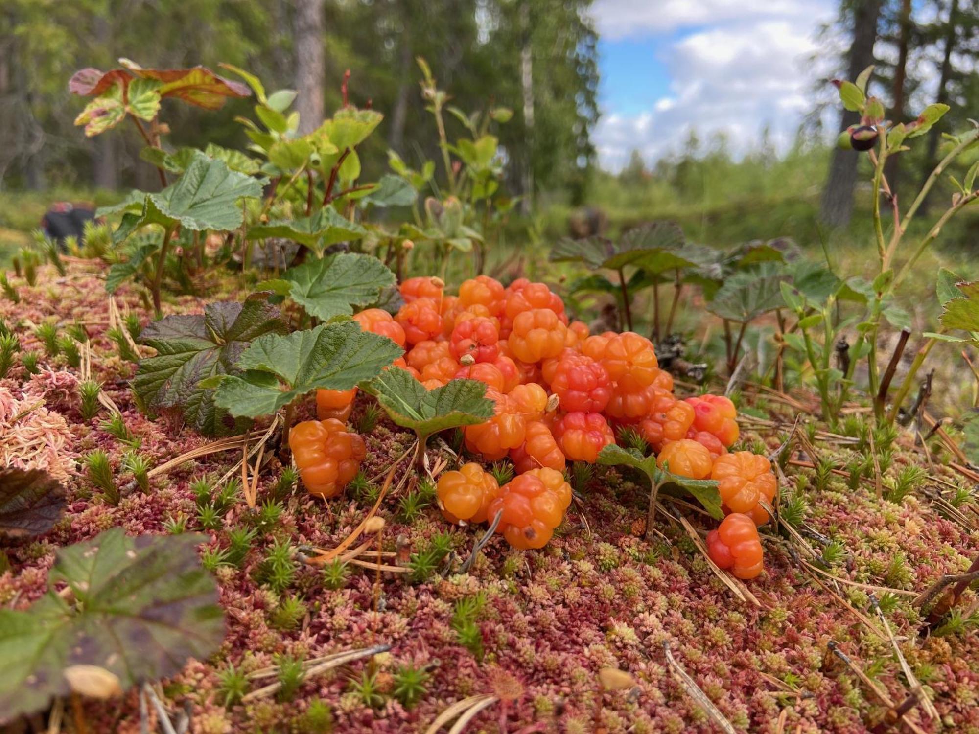 Vildmarksgard Lillviken Strömsund Eksteriør bilde
